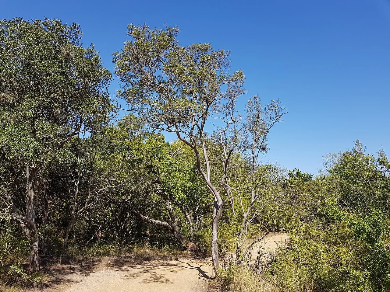 Nearby San Antonio: Phil Hardberger Park
