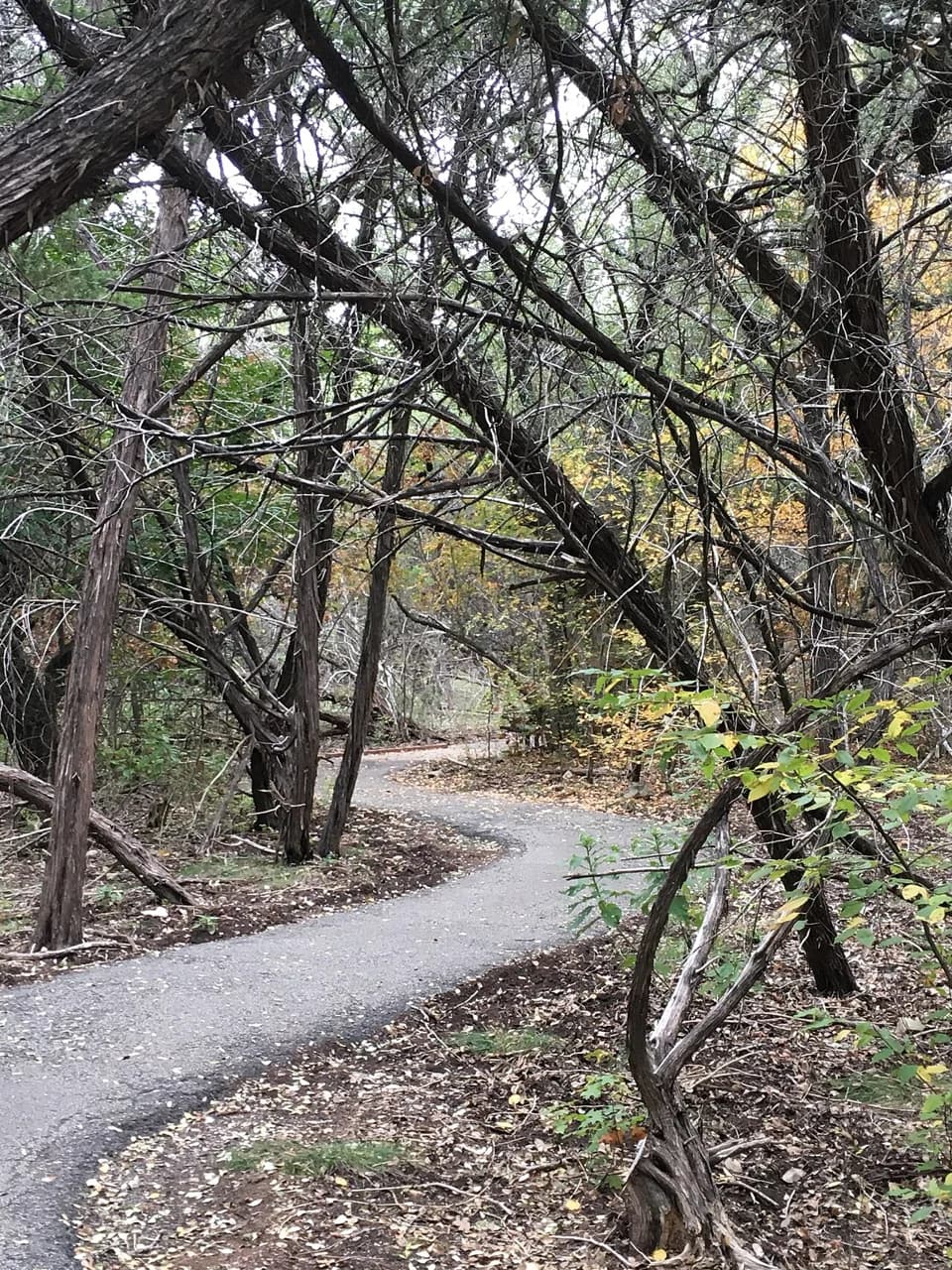 Nearby San Antonio: Friedrich Wilderness Park
